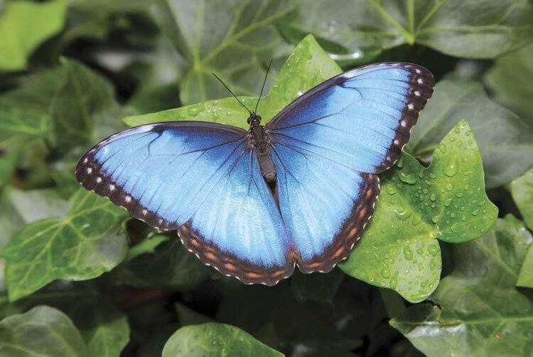 A Blue Morpho butterfly